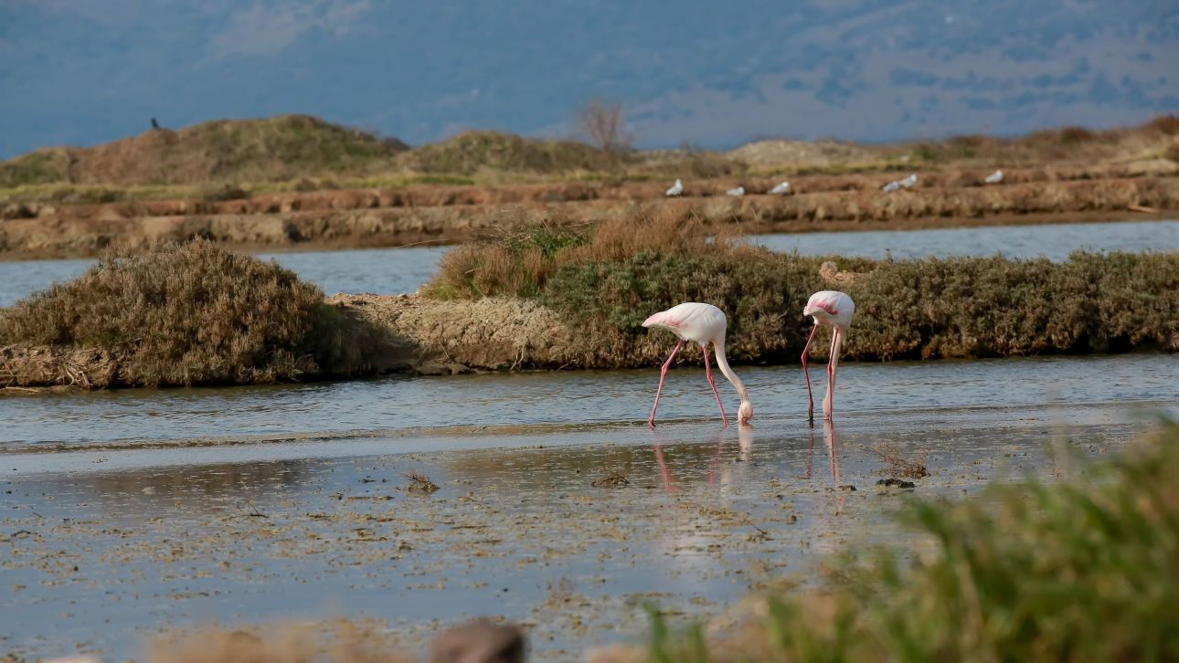 Παρατηρώντας τα πτηνά της Καλλονής: Οι μαθητές γνωρίζουν από κοντά τη ζωή του πολύτιμου υγροτόπου Παρατηρώντας τα πτηνά της Καλλονής: Οι μαθητές γνωρίζουν από κοντά τη ζωή του πολύτιμου υγροτόπου