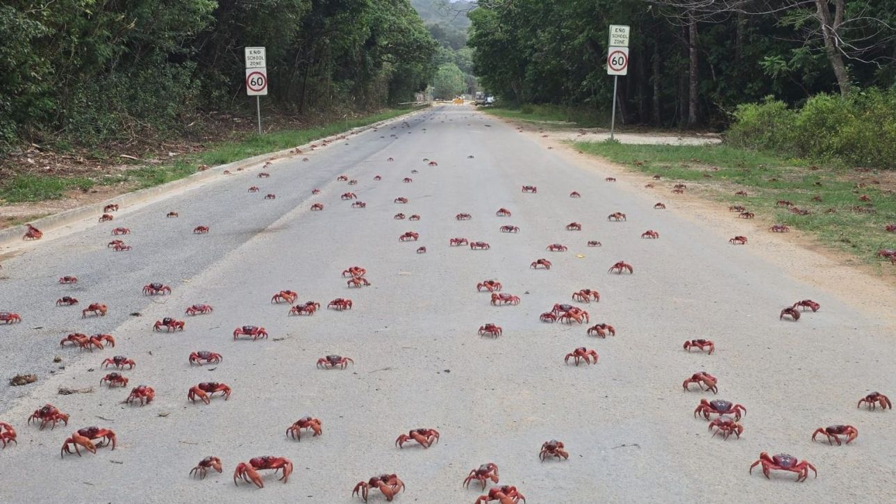Ξεκίνησαν το «ταξίδι» τους προς τη θάλασσα οι κόκκινοι κάβουρες - Η μαζική «επιδρομή» τους