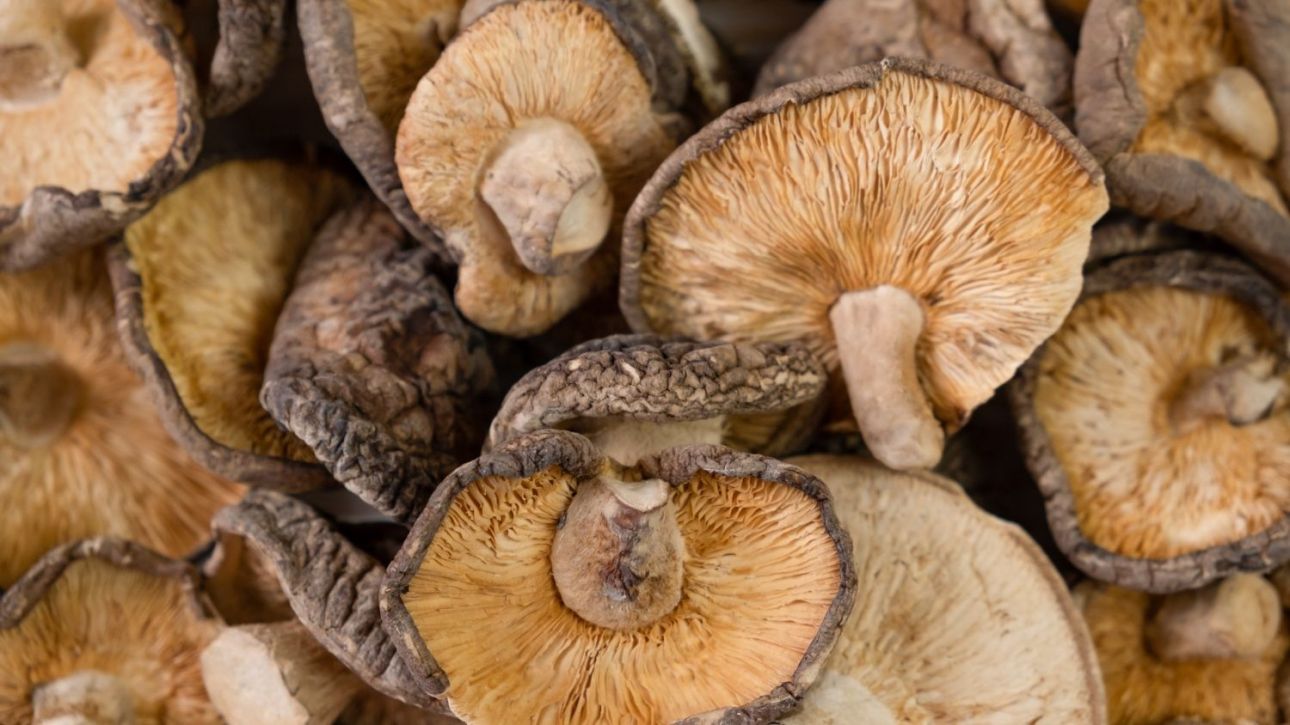 Έδεσσα: Στην Ελλάδα αναμένεται να επιστρέψει το ζευγάρι που κατανάλωσε δηλητηριασμένα μανιτάρια