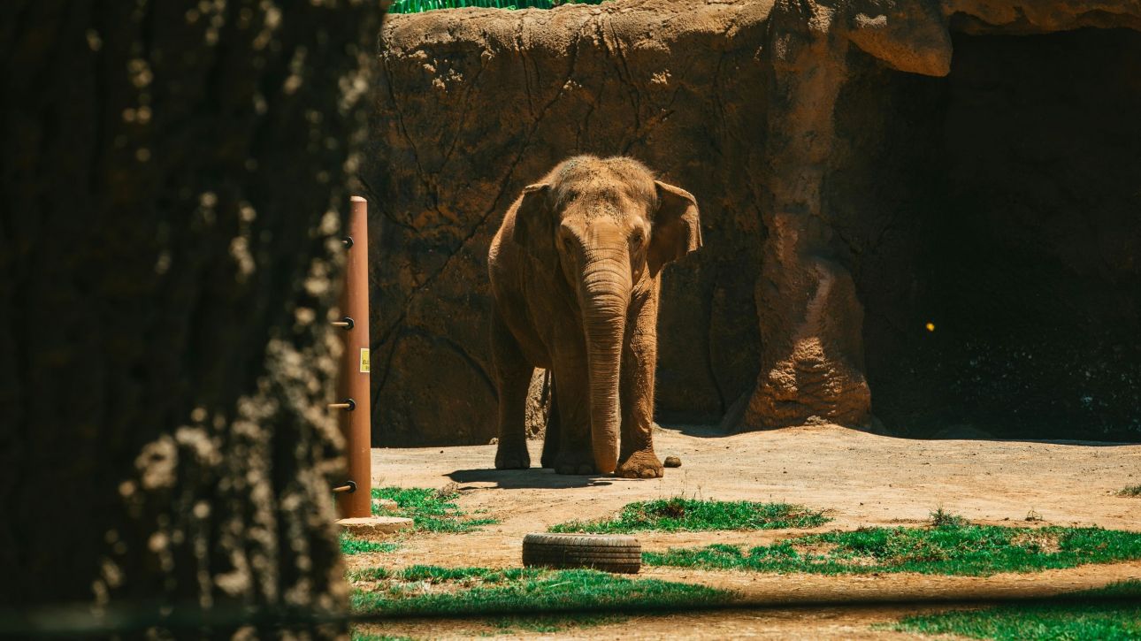 Από σπάνιο ιό πέθανε ο μοναχικός ελέφαντας του Δελχί – H ιστορία του θλιμμένου γίγαντα