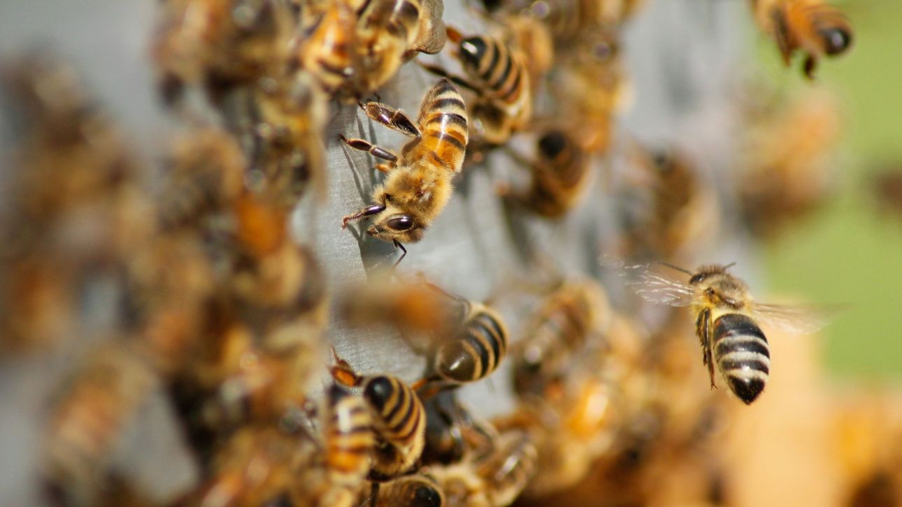 Αυστραλία: Ανακαλύφθηκε νέο είδος μέλισσας – Oνομάστηκε Λούσιφερ λόγω της διαβολικής της όψης
