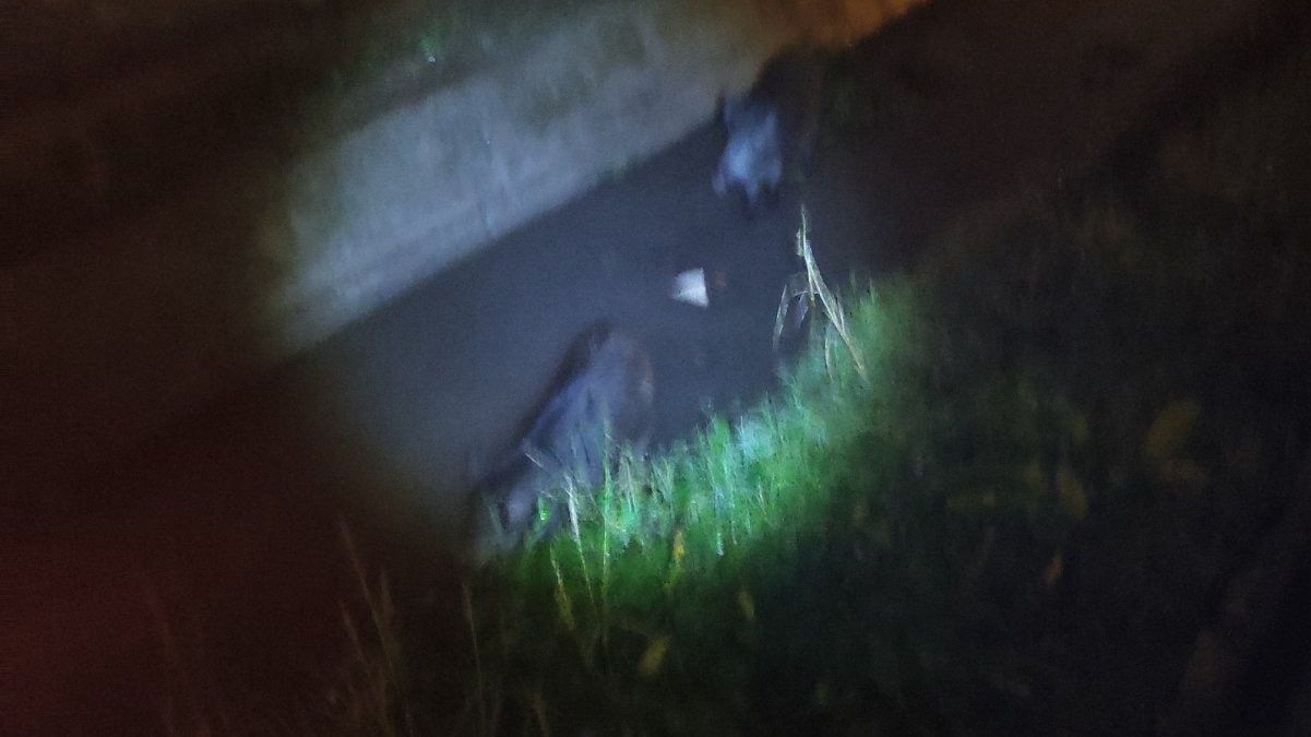 Αναστάτωση στα Διαβατά από την «έφοδο» αγριογρούρουνων – Απομακρύνθηκαν από το Δασαρχείο