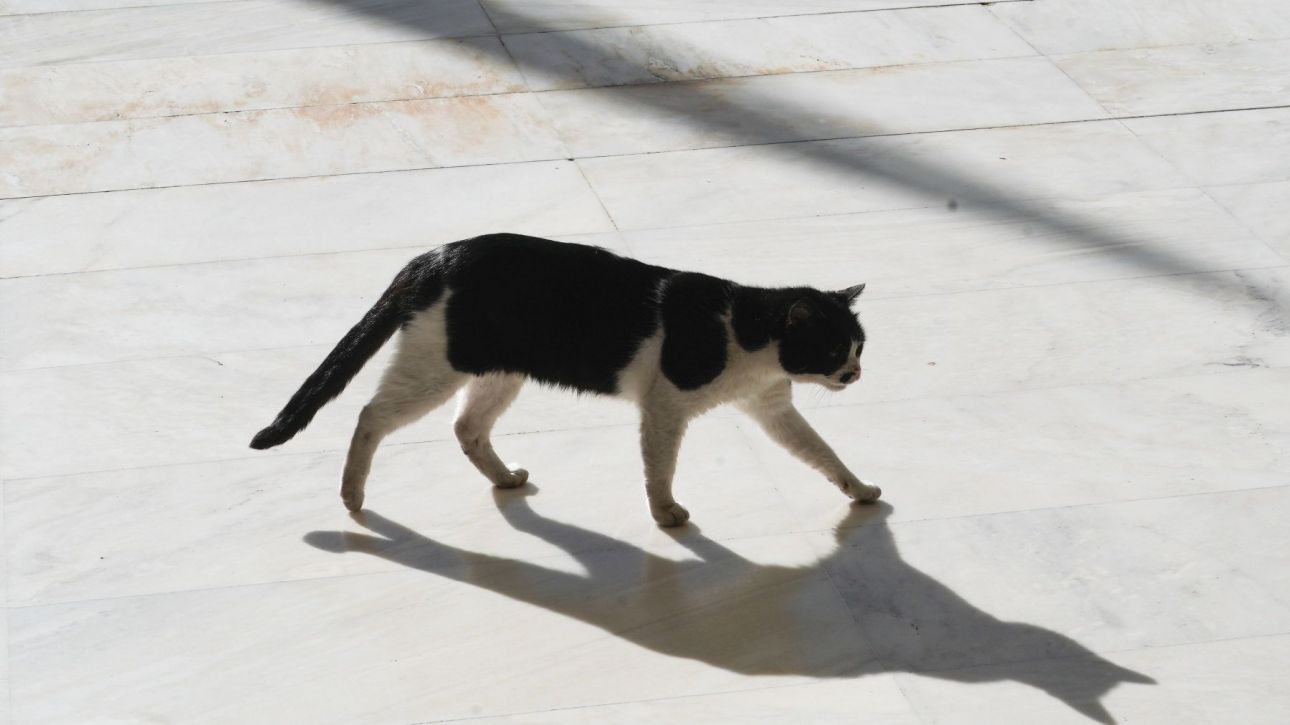 Συνελήφθη 58χρονη που είχε 23 γάτες υπό άθλιες συνθήκες διαβίωσης στην Κρήτη