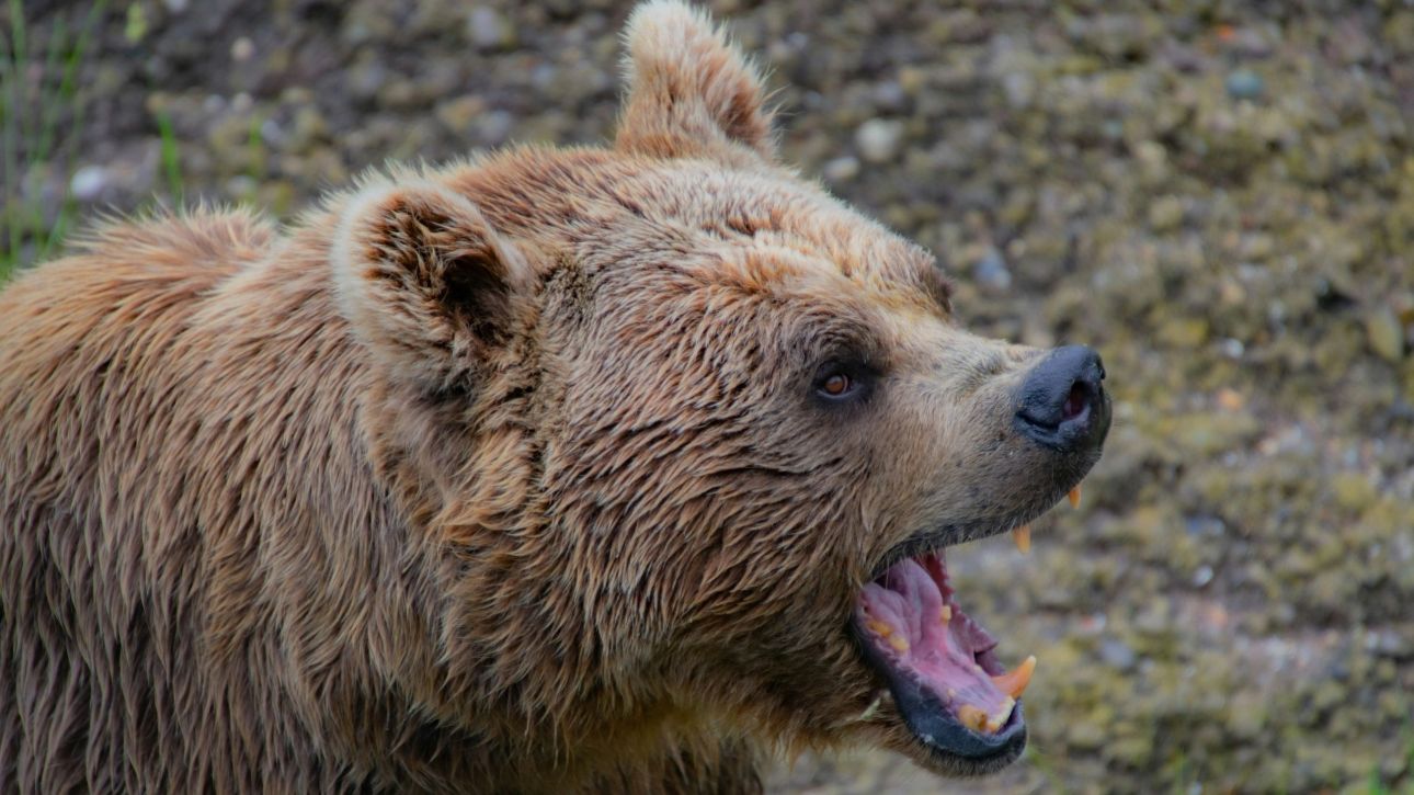 &Epsilon;&pi;ί&theta;&epsilon;&sigma;&eta; &alpha;&rho;&kappa;&omicron;ύ&delta;&alpha;&sigmaf; &sigma;&tau;&eta;&nu; &Pi;&omicron;&lambda;&omega;&nu;ί&alpha;: &Nu;&epsilon;&kappa;&rho;ή 58&chi;&rho;&omicron;&nu;&eta; &gamma;&upsilon;&nu;&alpha;ί&kappa;&alpha; - A&pi;&omicron;&upsilon;&sigma;ί&alpha; &sigma;ή&mu;&alpha;&nu;&sigma;&eta;&sigmaf; &sigma;&tau;&eta;&nu; &pi;&epsilon;&rho;&iota;&omicron;&chi;ή