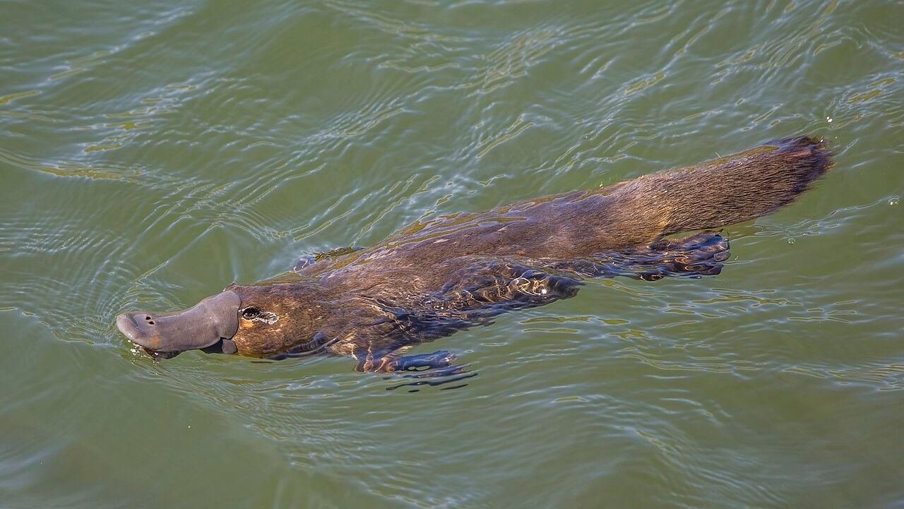 Τι κάνει το δηλητήριο του πλατύποδα μοναδικό και γιατί δεν υπάρχει αντίδοτο