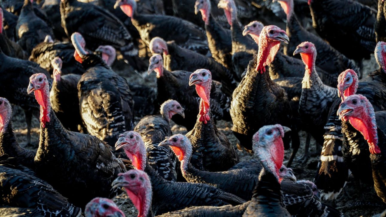«Σαρώνει» η γρίπη των πτηνών στη Βρετανία: Φόβοι για ελλείψεις στις γαλοπούλες ενόψει Χριστουγέννων