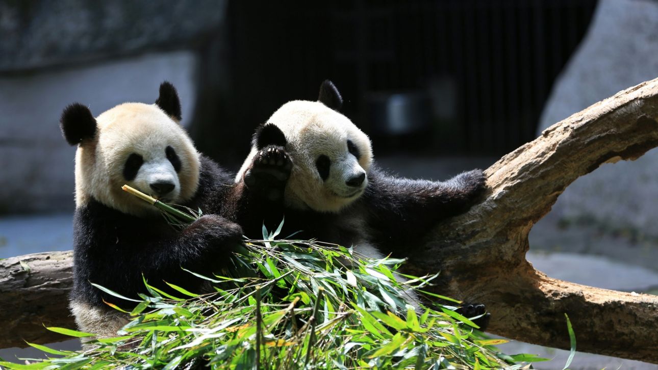 Γαλλία: Ο ζωολογικός κήπος Μποβάλ αποχαιρετά τα μοναδικά γιγάντια πάντα του