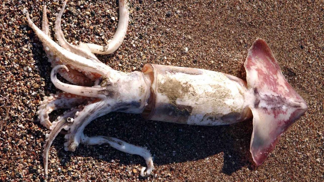 Γιγαντιαία καλαμάρια 17 κιλών έπιασε με τα χέρια του κάτοικος στη Μύκονο