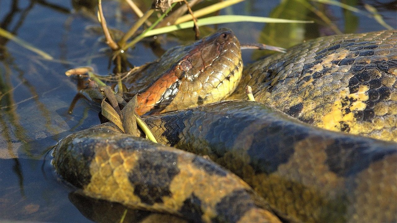 Τα ανακόντα έχουν το ίδιο μέγεθος εδώ και 12,4 εκατομμύρια χρόνια, αποκαλύπτει μελέτη