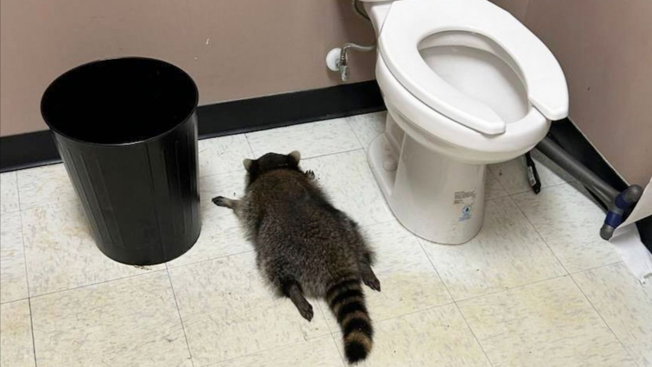 Ρακούν «διέρρηξε» κάβα στην Βιρτζίνια - Βρέθηκε λιπόθυμο μετά από κατανάλωση αλκόολ