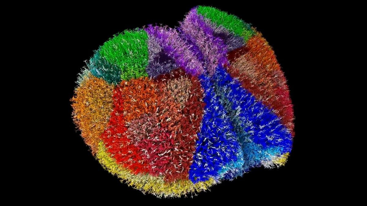 Υπερυπολογιστής δημιούργησε ένα από τα πιο ολοκληρωμένα μοντέλα εγκεφάλου για μελέτη