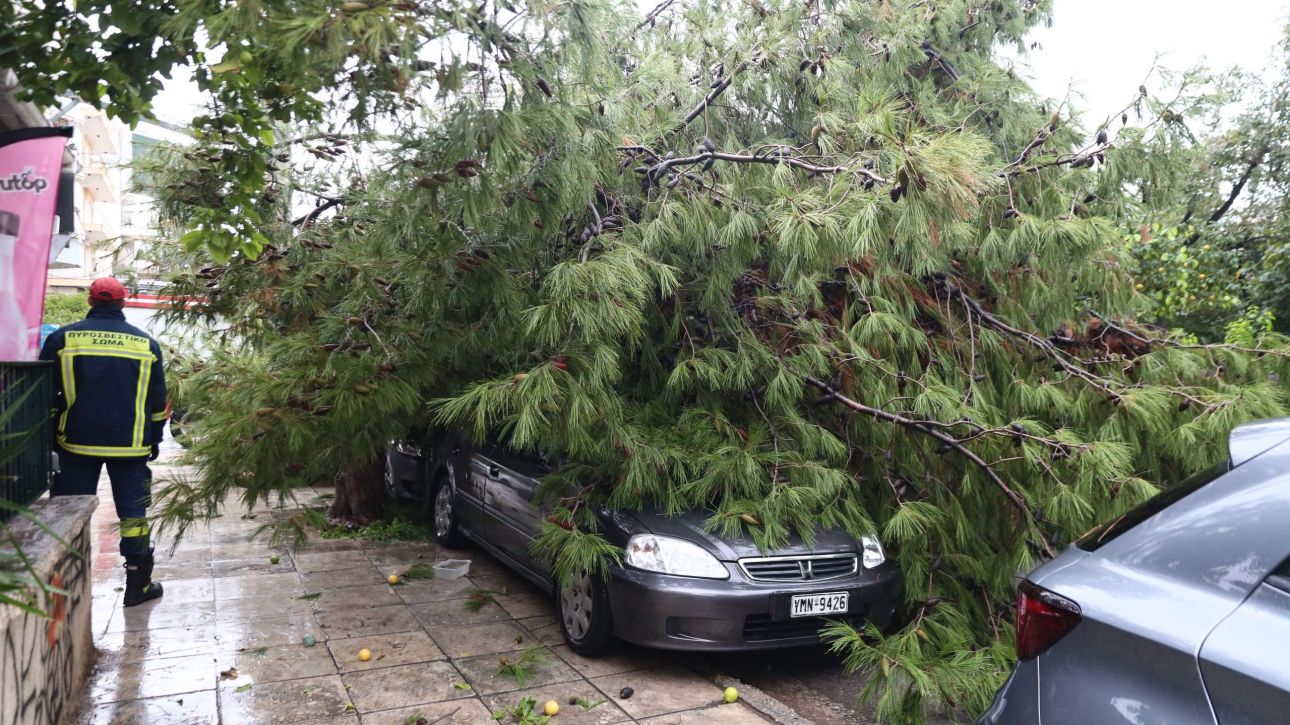 Θεσσαλονίκη: Δέντρο έπεσε στη Χαριλάου και καταπλάκωσε σταθμευμένα αυτοκίνητα