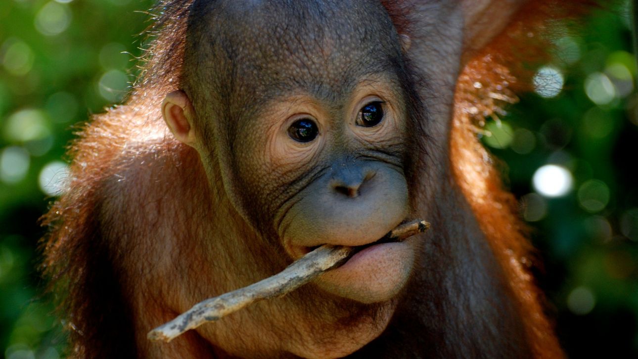 Καταστροφικές πλημμύρες στην Ινδονησία – Συναγερμός για τους ουρακοτάγκους