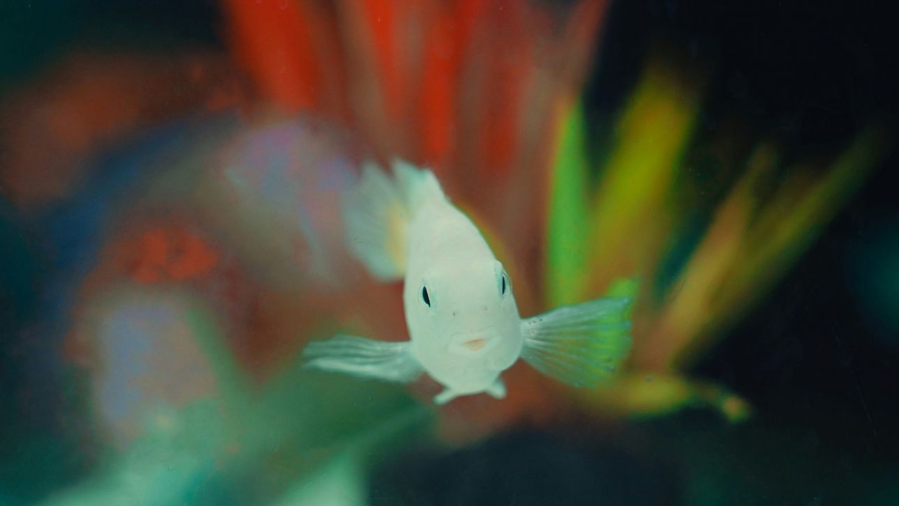 Ανακαλύφθηκε ψάρι στο μέγεθος… νυχιού – Διαθέτει όργανο άγνωστο στην επιστήμη