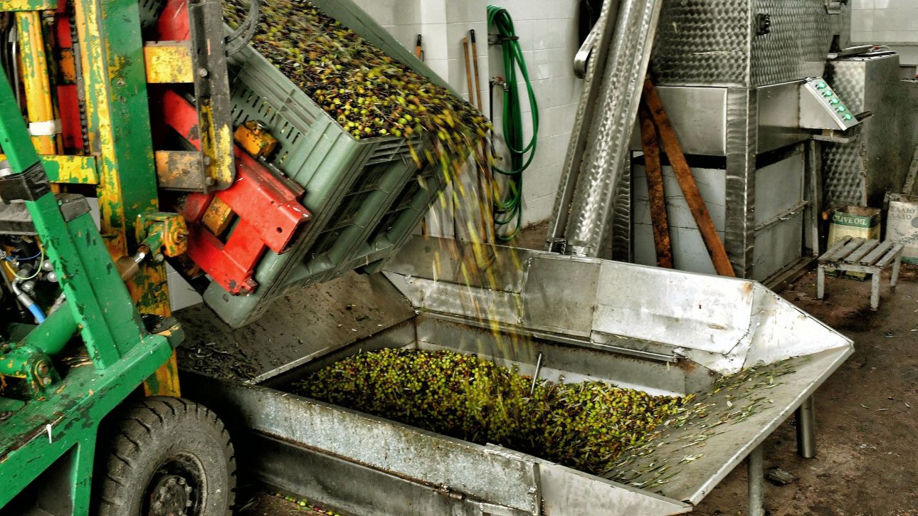 «Ανάσα» για τους ελαιοπαραγωγούς – Παράταση στην ψηφιακή παρακολούθηση διακίνησης καρπού