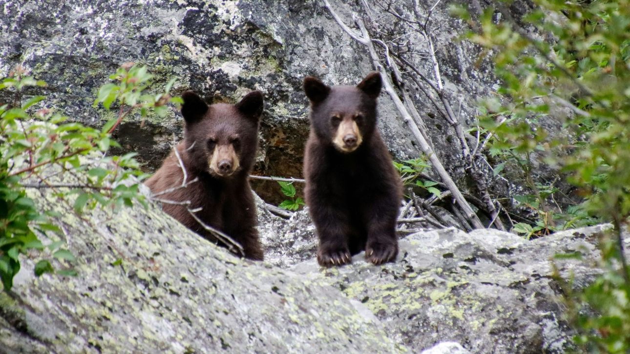 Μικρές αρκούδες κάνουν «τραμπάλα» με κλαδί σε ζωολογικό κήπο της Νέας Υόρκης