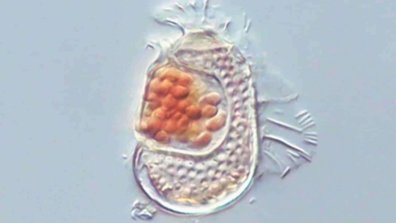 Επιστήμονες ανακάλυψαν ένα νέο πλάσμα, που υπάρχει στα όρια της ζωής