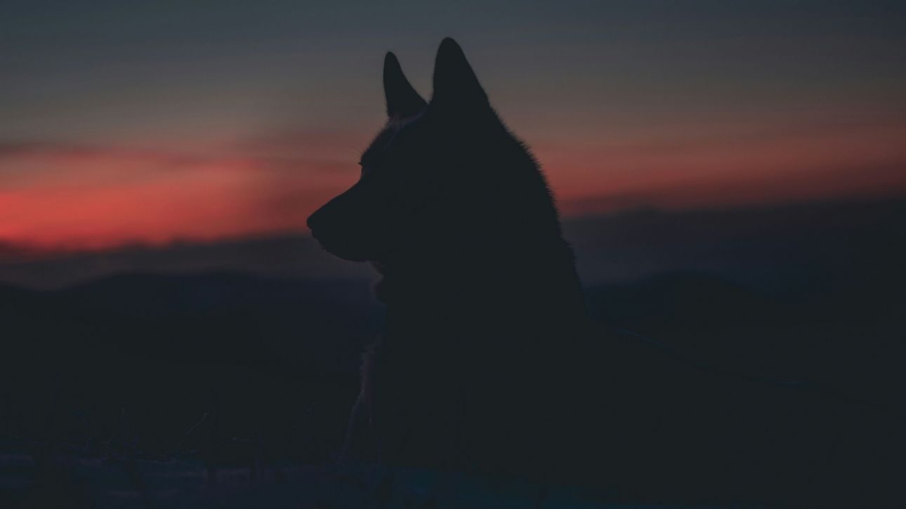 Πώς η ιστορία ενός μοναχικού λύκου συγκίνησε εκατομμύρια θεατές παγκοσμίως