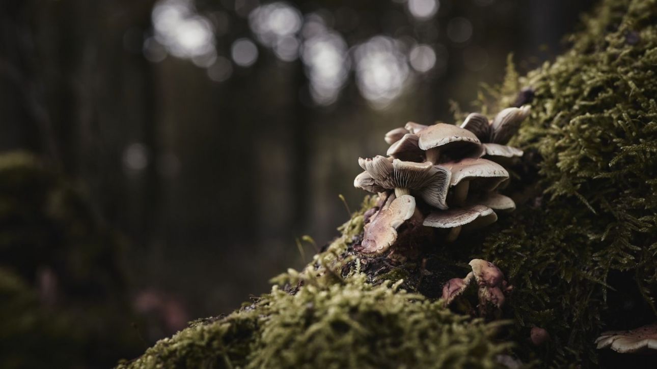 &Pi;ώ&sigmaf; &omicron;&iota; &laquo;&upsilon;&pi;&epsilon;&rho;&delta;&upsilon;&nu;ά&mu;&epsilon;&iota;&sigmaf;&raquo; &tau;&omega;&nu; &mu;&alpha;&nu;&iota;&tau;&alpha;&rho;&iota;ώ&nu; &alpha;&nu;&alpha;&gamma;&epsilon;&nu;&nu;&omicron;ύ&nu; &tau;&alpha; &delta;ά&sigma;&eta; &sigma;&epsilon; ό&lambda;&omicron; &tau;&omicron;&nu; &kappa;ό&sigma;&mu;&omicron;