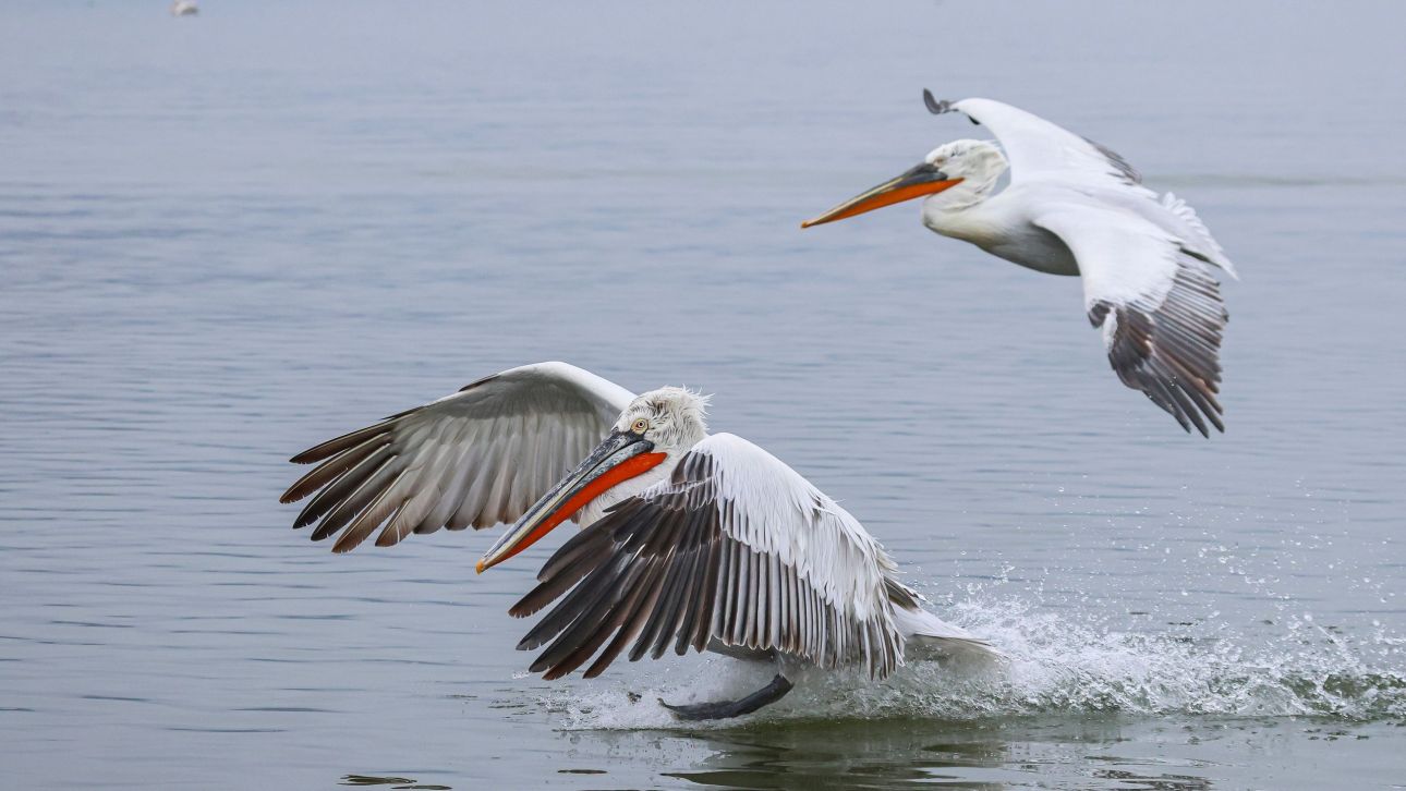 &Pi;ώ&sigmaf; &pi;&rho;&omicron;&sigma;&beta;&lambda;ή&theta;&eta;&kappa;&alpha;&nu; &alpha;&pi;ό &tau;&eta;&nu; &gamma;&rho;ί&pi;&eta; &tau;&omega;&nu; &pi;&tau;&eta;&nu;ώ&nu; &omicron;&iota; 2.300 &alpha;&rho;&gamma;&upsilon;&rho;&omicron;&pi;&epsilon;&lambda;&epsilon;&kappa;ά&nu;&omicron;&iota; &tau;&omega;&nu; &Pi;&rho;&epsilon;&sigma;&pi;ώ&nu; &tau;&omicron; 2022