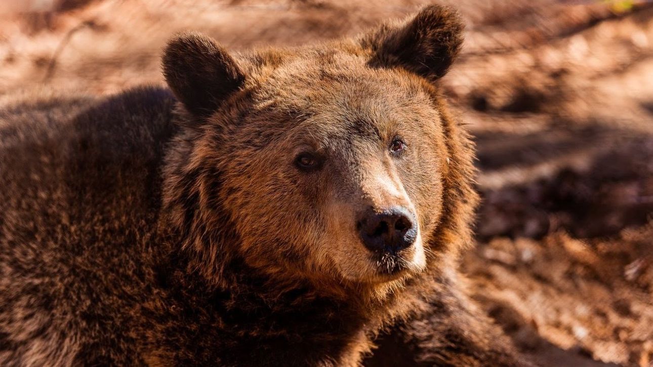 &Alpha;&rho;&kappa;&tau;&omicron;ύ&rho;&omicron;&sigmaf;: &Alpha;&upsilon;&xi;ή&theta;&eta;&kappa;&alpha;&nu; &omicron;&iota; &alpha;&rho;&kappa;&omicron;ύ&delta;&epsilon;&sigmaf; &sigma;&tau;&eta;&nu; &Epsilon;&lambda;&lambda;ά&delta;&alpha; - &Mu;&epsilon;&iota;ώ&theta;&eta;&kappa;&alpha;&nu; &omicron;&iota; &zeta;&eta;&mu;&iota;έ&sigmaf; &pi;&omicron;&upsilon; &pi;&rho;&omicron;&kappa;&alpha;&lambda;&omicron;ύ&nu;