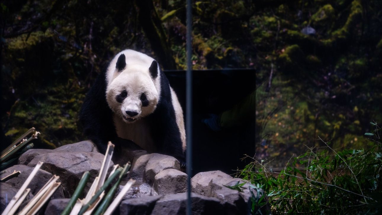 &Eta; &Iota;&alpha;&pi;&omega;&nu;ί&alpha; &alpha;&pi;&omicron;&chi;&alpha;&iota;&rho;&epsilon;&tau;ά &tau;&alpha; &tau;&epsilon;&lambda;&epsilon;&upsilon;&tau;ά&iota;&alpha; &tau;&eta;&sigmaf; &pi;ά&nu;&tau;&alpha; - &Epsilon;&pi;&iota;&sigma;&tau;&rho;έ&phi;&omicron;&upsilon;&nu; &sigma;&tau;&eta;&nu; &Kappa;ί&nu;&alpha; &epsilon;&nu; &mu;έ&sigma;&omega; ό&xi;&upsilon;&nu;&sigma;&eta;&sigmaf; &tau;&omega;&nu; &sigma;&chi;έ&sigma;&epsilon;&omega;&nu;