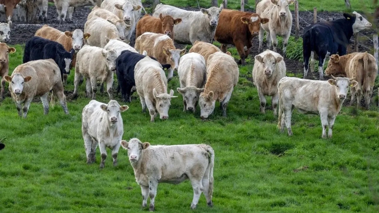 &Epsilon;&lambda;&beta;&epsilon;&tau;ί&alpha;: &Mu;&upsilon;&sigma;&tau;&eta;&rho;&iota;ώ&delta;&eta;&sigmaf; &alpha;&sigma;&theta;έ&nu;&epsilon;&iota;&alpha; &pi;&lambda;ή&tau;&tau;&epsilon;&iota; &tau;&iota;&sigmaf; &alpha;&gamma;&epsilon;&lambda;ά&delta;&epsilon;&sigmaf; &gamma;&alpha;&lambda;&alpha;&kappa;&tau;&omicron;&pi;&alpha;&rho;&alpha;&gamma;&omega;&gamma;ή&sigmaf;