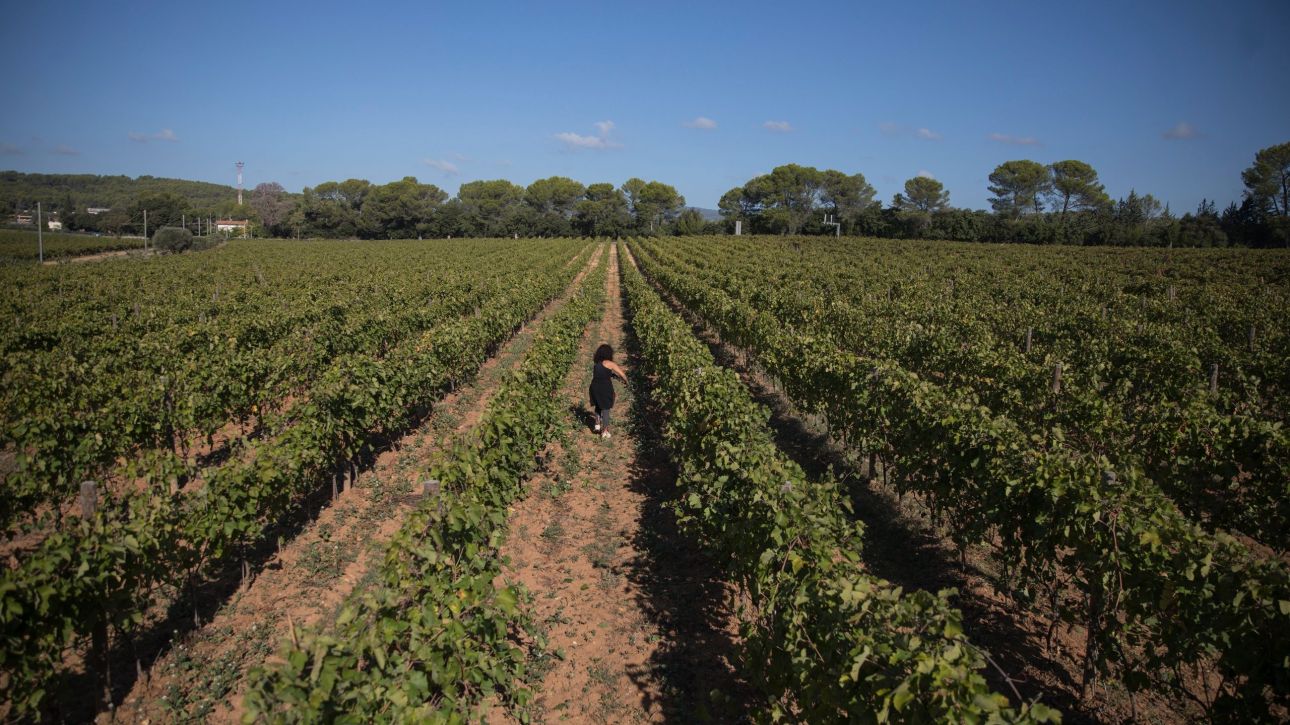 &Gamma;ά&lambda;&lambda;&omicron;&iota; &pi;&alpha;&rho;&alpha;&gamma;&omega;&gamma;&omicron;ί &kappa;&omicron;&nu;&iota;ά&kappa; &pi;&lambda;&eta;&rho;ώ&nu;&omicron;&upsilon;&nu; &nu;&alpha; &xi;&epsilon;&rho;&iota;&zeta;ώ&sigma;&omicron;&upsilon;&nu; &tau;&alpha; &alpha;&mu;&pi;έ&lambda;&iota;&alpha; - &Mu;&epsilon;&iota;ώ&nu;&epsilon;&tau;&alpha;&iota; &eta; &zeta;ή&tau;&eta;&sigma;&eta; &gamma;&iota;&alpha; &tau;&omicron; &pi;&omicron;&tau;ό