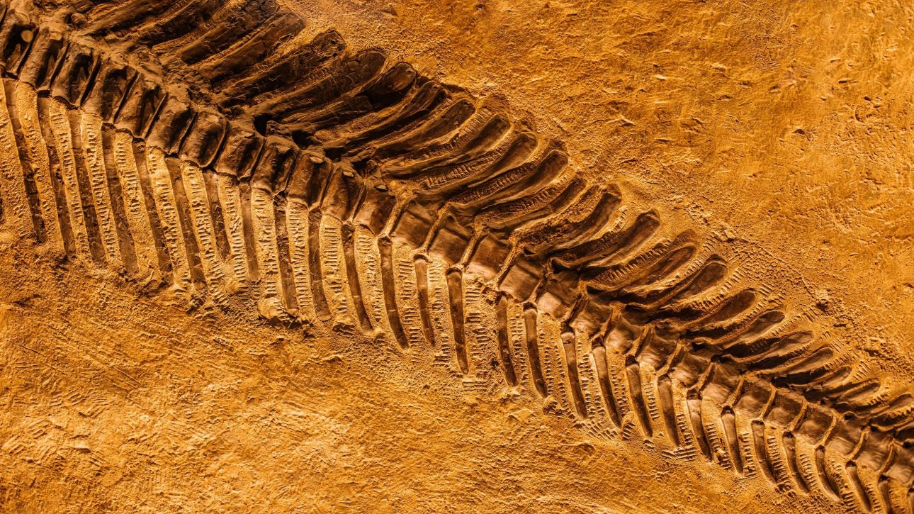 &Nu;έ&alpha; &epsilon;ί&delta;&eta; &zeta;ώ&omega;&nu; &pi;&omicron;&upsilon; &epsilon;&pi;έ&zeta;&eta;&sigma;&alpha;&nu; &pi;&rho;&iota;&nu; &alpha;&pi;ό &mu;&iota;&sigma;ό &delta;&iota;&sigma;&epsilon;&kappa;&alpha;&tau;&omicron;&mu;&mu;ύ&rho;&iota;&omicron; &chi;&rho;ό&nu;&iota;&alpha; &beta;&rho;έ&theta;&eta;&kappa;&alpha;&nu; &sigma;&epsilon; &lambda;&alpha;&tau;&omicron;&mu;&epsilon;ί&omicron; &sigma;&tau;&eta;&nu; &Kappa;ί&nu;&alpha;