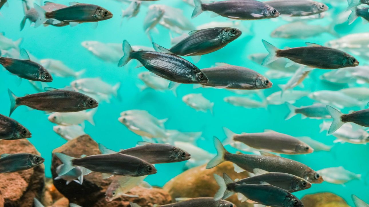 &Mu;&iota;&kappa;&rho;&omicron;&pi;&lambda;&alpha;&sigma;&tau;&iota;&kappa;ά &epsilon;&nu;&tau;&omicron;&pi;ί&sigma;&tau;&eta;&kappa;&alpha;&nu; &sigma;&tau;&omicron; έ&nu;&alpha; &tau;&rho;ί&tau;&omicron; &tau;&omega;&nu; &psi;&alpha;&rho;&iota;ώ&nu; &tau;&omicron;&upsilon; &Epsilon;&iota;&rho;&eta;&nu;&iota;&kappa;&omicron;ύ &omega;&kappa;&epsilon;&alpha;&nu;&omicron;ύ