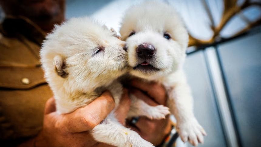 Η εταιρεία που «ανέστησε» τον Dire wolf θα παγώσει βιολογικό υλικό από χιλιάδες απειλούμενα είδη