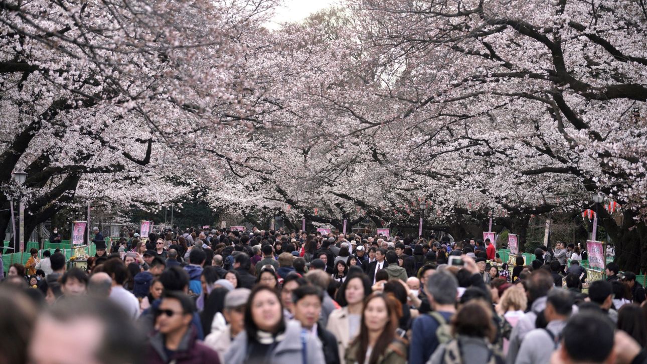 &Iota;&alpha;&pi;&omega;&nu;ί&alpha;: &Alpha;&kappa;&upsilon;&rho;ώ&theta;&eta;&kappa;&epsilon; &tau;&omicron; &phi;&epsilon;&sigma;&tau;&iota;&beta;ά&lambda; &tau;&omega;&nu; &alpha;&nu;&theta;&iota;&sigma;&mu;έ&nu;&omega;&nu; &kappa;&epsilon;&rho;&alpha;&sigma;&iota;ώ&nu; &sigma;&tau;&omicron; &Phi;&omicron;ύ&tau;&zeta;&iota; &lambda;ό&gamma;&omega; &alpha;&pi;&epsilon;ί&theta;&alpha;&rho;&chi;&omega;&nu; &tau;&omicron;&upsilon;&rho;&iota;&sigma;&tau;ώ&nu;