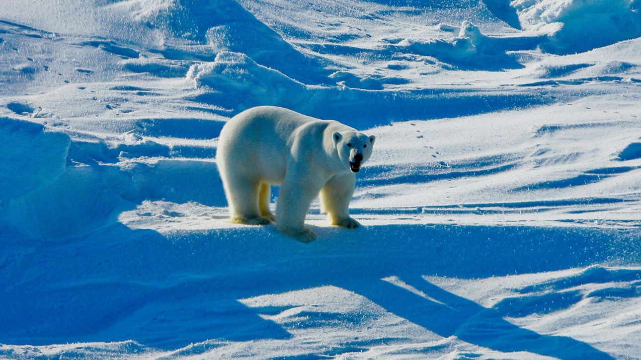&Nu;&omicron;&rho;&beta;&eta;&gamma;ί&alpha;: &Omicron;&iota; &pi;&omicron;&lambda;&iota;&kappa;έ&sigmaf; &alpha;&rho;&kappa;&omicron;ύ&delta;&epsilon;&sigmaf; &gamma;ί&nu;&omicron;&nu;&tau;&alpha;&iota; &pi;&iota;&omicron; &pi;&alpha;&chi;&iota;έ&sigmaf; &kappa;&alpha;&iota; &upsilon;&gamma;&iota;&epsilon;ί&sigmaf;, &pi;&alpha;&rho;ά &tau;&omicron; &lambda;&iota;ώ&sigma;&iota;&mu;&omicron; &tau;&omega;&nu; &pi;ά&gamma;&omega;&nu;