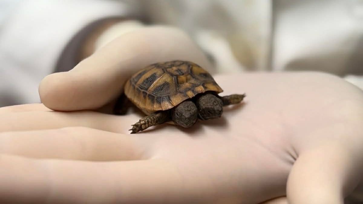 &Beta;&rho;έ&theta;&eta;&kappa;&epsilon; &sigma;&pi;ά&nu;&iota;&alpha; &chi;&epsilon;&lambda;ώ&nu;&alpha; &mu;&epsilon; &delta;ύ&omicron; &kappa;&epsilon;&phi;ά&lambda;&iota;&alpha; - &Tau;&iota; &alpha;&nu;&eta;&sigma;ύ&chi;&epsilon;&iota; &tau;&omicron;&upsilon;&sigmaf; &epsilon;&iota;&delta;&iota;&kappa;&omicron;ύ&sigmaf; &tau;&eta;&sigmaf; ANIMA