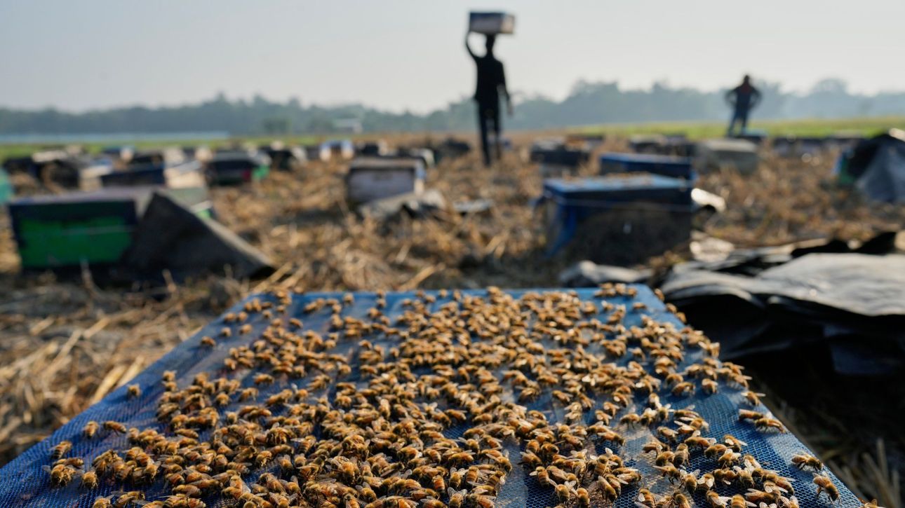 &Pi;&alpha;&gamma;&kappa;ό&sigma;&mu;&iota;&omicron; &omicron;&rho;ό&sigma;&eta;&mu;&omicron;: &Omicron;&iota; &mu;έ&lambda;&iota;&sigma;&sigma;&epsilon;&sigmaf;, &tau;&omicron; &pi;&rho;ώ&tau;&omicron; έ&nu;&tau;&omicron;&mu;&omicron; &sigma;&tau;&eta;&nu; &iota;&sigma;&tau;&omicron;&rho;ί&alpha; &pi;&omicron;&upsilon; &mu;ό&lambda;&iota;&sigmaf; &alpha;&pi;έ&kappa;&tau;&eta;&sigma;&epsilon; &nu;&omicron;&mu;&iota;&kappa;ά &delta;&iota;&kappa;&alpha;&iota;ώ&mu;&alpha;&tau;&alpha;