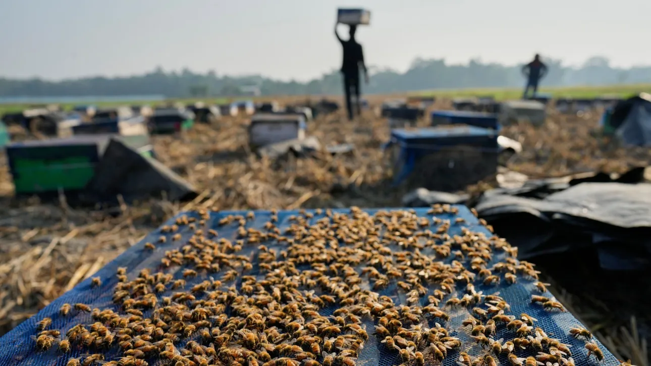 Αποκριά στον Πειραιά 2026