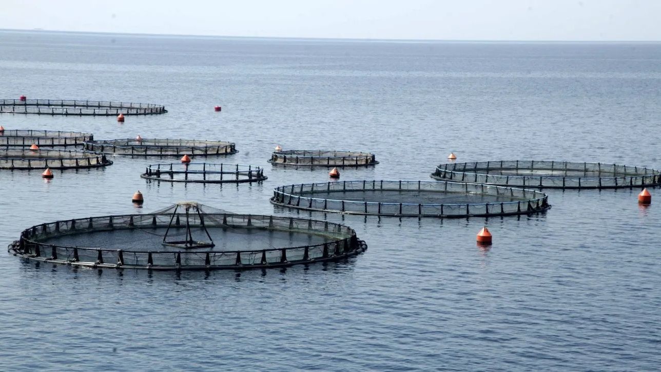 &Pi;&omicron;&lambda;ύ &kappa;&omicron;&nu;&tau;ά &sigma;&tau;&omicron; &tau;έ&lambda;&omicron;&sigmaf; &tau;&omicron; &sigma;ή&rho;&iota;&alpha;&lambda; &tau;&eta;&sigmaf; Avramar - &Tau;&iota; &sigma;&eta;&mu;&alpha;ί&nu;&epsilon;&iota; &eta; &epsilon;&xi;&alpha;&gamma;&omicron;&rho;ά &tau;&eta;&sigmaf; Avramar Seafood &alpha;&pi;ό &tau;&eta;&nu; Cooke