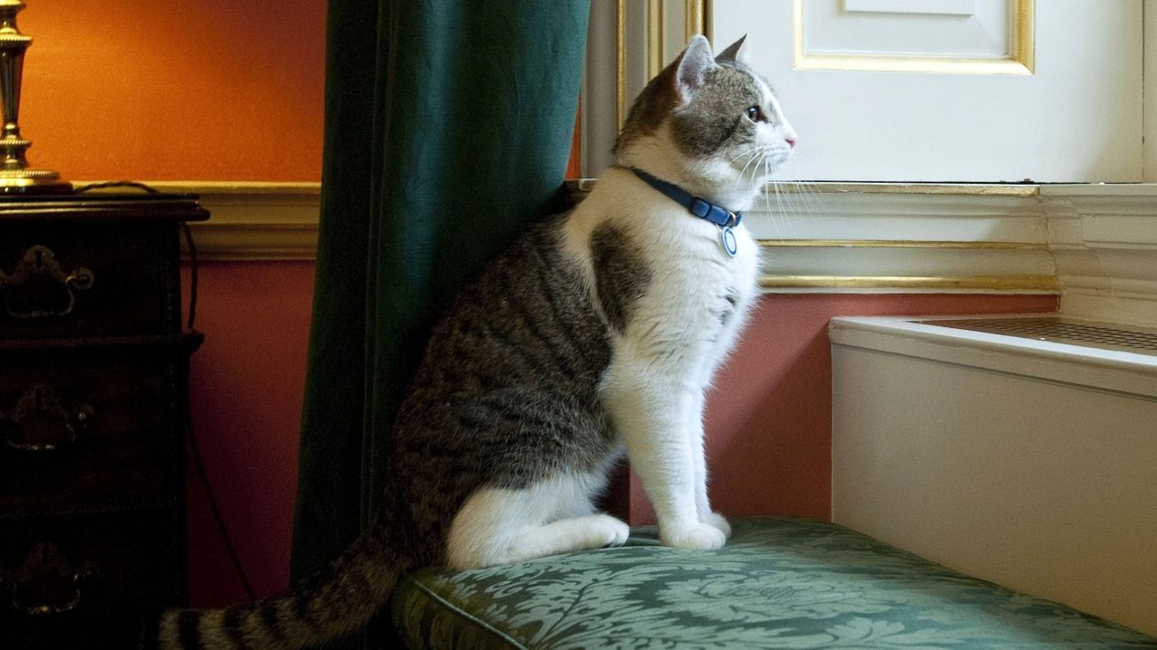 &Lambda;ά&rho;&iota;: &Omicron; &gamma;ά&tau;&omicron;&sigmaf; &tau;&eta;&sigmaf; &Nu;&tau;ά&omicron;&upsilon;&nu;&iota;&nu;&gamma;&kappa; &Sigma;&tau;&rho;&iota;&tau; &pi;&omicron;&upsilon; &epsilon;ί&delta;&epsilon; έ&xi;&iota; &theta;&eta;&tau;&epsilon;ί&epsilon;&sigmaf; &Beta;&rho;&epsilon;&tau;&alpha;&nu;ώ&nu; &pi;&rho;&omega;&theta;&upsilon;&pi;&omicron;&upsilon;&rho;&gamma;ώ&nu;