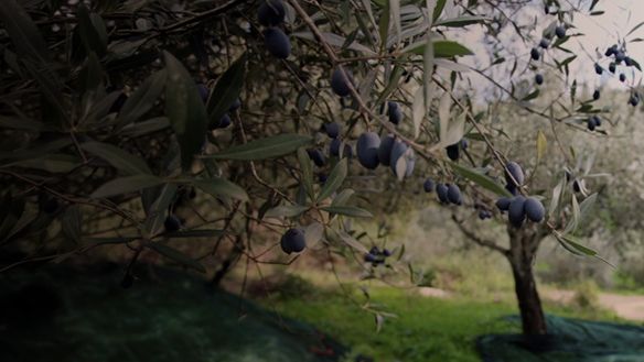 Οδοιπορικό CNN Greece στη γη της ελιάς - Ο καρπός, ο μόχθος, ο «πράσινος χρυσός»