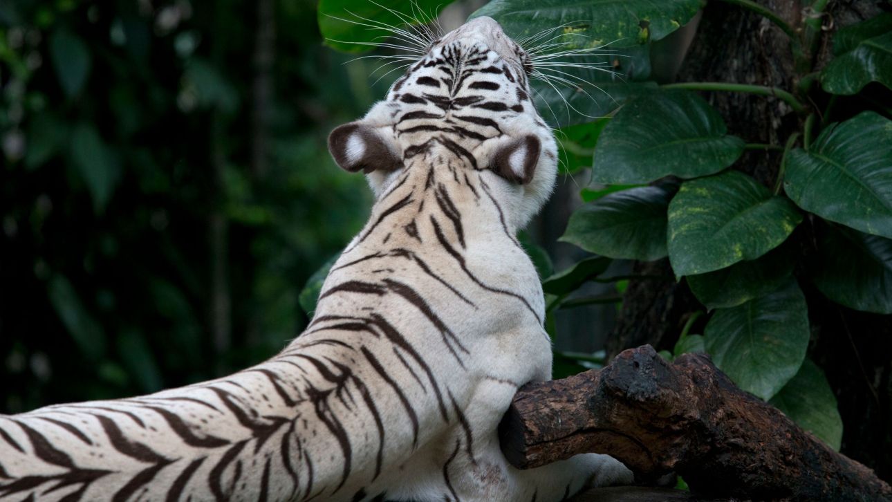 &Nu;&epsilon;&kappa;&rho;έ&sigmaf; 72 &tau;ί&gamma;&rho;&epsilon;&iota;&sigmaf; &sigma;&tau;&eta;&nu; &Tau;&alpha;ϊ&lambda;ά&nu;&delta;&eta; - &Sigma;&upsilon;&nu;&alpha;&gamma;&epsilon;&rho;&mu;ό&sigmaf; &gamma;&iota;&alpha; &phi;&omicron;&nu;&iota;&kappa;ό &iota;ό &sigma;&epsilon; &delta;&eta;&mu;&omicron;&phi;&iota;&lambda;έ&sigmaf; &pi;ά&rho;&kappa;&omicron; ά&gamma;&rho;&iota;&alpha;&sigmaf; &zeta;&omega;ή&sigmaf;