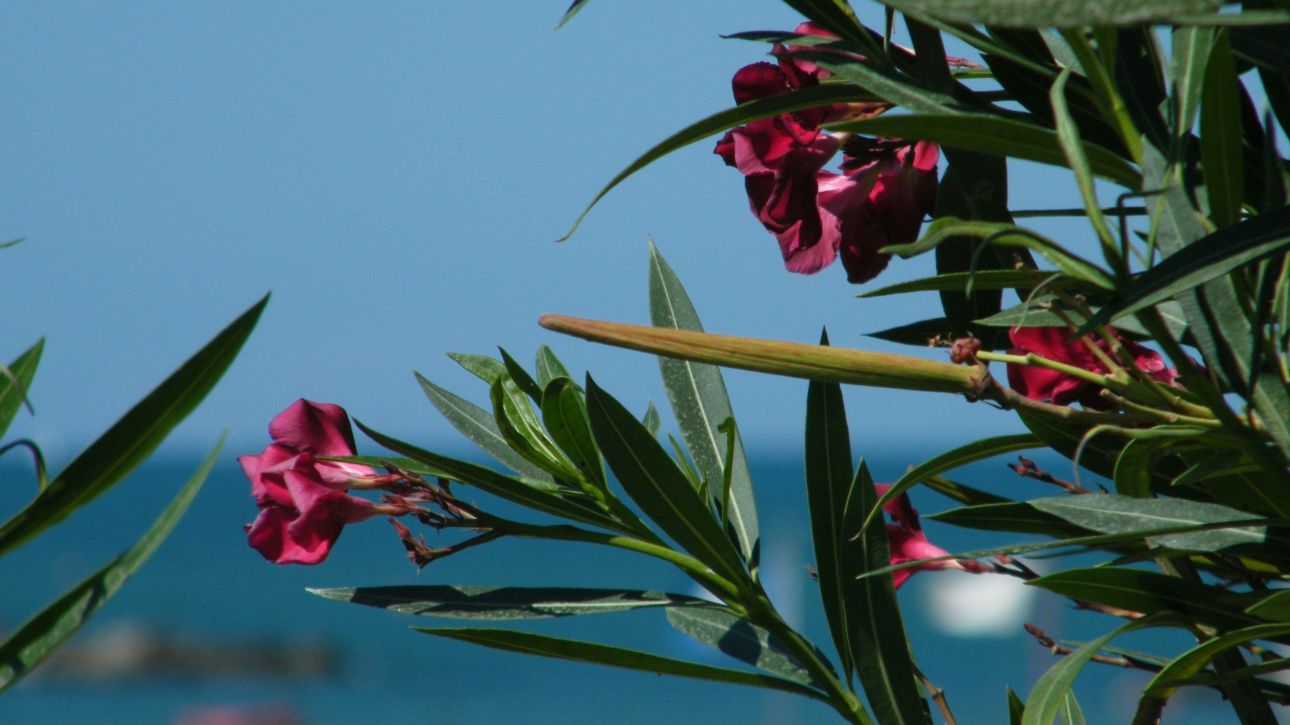 &laquo;&Kappa;&alpha;&mu;&pi;&alpha;&nu;ά&kappa;&iota;&raquo; &sigma;&tau;&alpha; &sigma;&chi;&omicron;&lambda;&epsilon;ί&alpha; &gamma;&iota;&alpha; &tau;&eta;&nu; &tau;&omicron;&xi;&iota;&kappa;ό&tau;&eta;&tau;&alpha; &tau;&eta;&sigmaf; &pi;&iota;&kappa;&rho;&omicron;&delta;ά&phi;&nu;&eta;&sigmaf; - &Eta; &omicron;&delta;&eta;&gamma;ί&alpha; &tau;&omicron;&upsilon; &upsilon;&pi;&omicron;&upsilon;&rho;&gamma;&epsilon;ί&omicron;&upsilon; &Pi;&alpha;&iota;&delta;&epsilon;ί&alpha;&sigmaf;