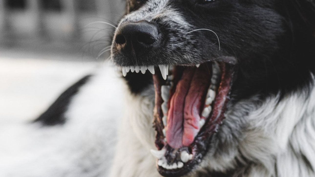 &Theta;&epsilon;&sigma;&sigma;&alpha;&lambda;&omicron;&nu;ί&kappa;&eta;: &Tau;&rho;ό&mu;&omicron;&sigmaf; &gamma;&iota;&alpha; &mu;&eta;&tau;έ&rho;&alpha; &kappa;&alpha;&iota; &tau;&eta;&nu; &alpha;&nu;ή&lambda;&iota;&kappa;&eta; &kappa;ό&rho;&eta; &tau;&eta;&sigmaf; &alpha;&pi;ό &epsilon;&pi;ί&theta;&epsilon;&sigma;&eta; &alpha;&gamma;έ&lambda;&eta;&sigmaf; &sigma;&kappa;ύ&lambda;&omega;&nu;