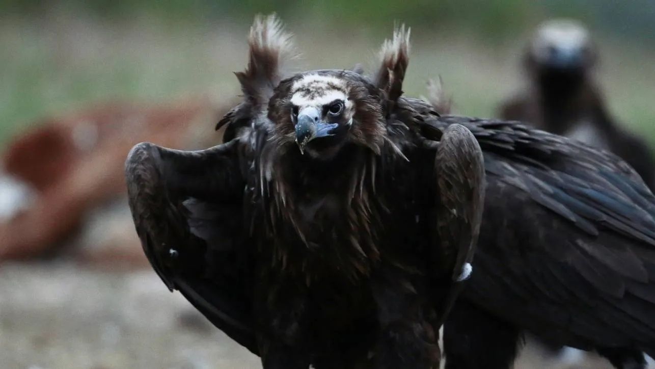 &Sigma;&omicron;&upsilon;&phi;&lambda;ί: &Epsilon;&nu;&delta;&epsilon;ί&xi;&epsilon;&iota;&sigmaf; &delta;&eta;&lambda;&eta;&tau;&eta;&rho;ί&alpha;&sigma;&eta;&sigmaf; &sigma;&epsilon; &delta;ύ&omicron; &mu;&alpha;&upsilon;&rho;ό&gamma;&upsilon;&pi;&epsilon;&sigmaf; &kappa;&alpha;&iota; έ&nu;&alpha;&nu; &lambda;ύ&kappa;&omicron; &sigma;&tau;&omicron; &Epsilon;&theta;&nu;&iota;&kappa;ό &Pi;ά&rho;&kappa;&omicron; &Delta;&alpha;&delta;&iota;ά&sigmaf;