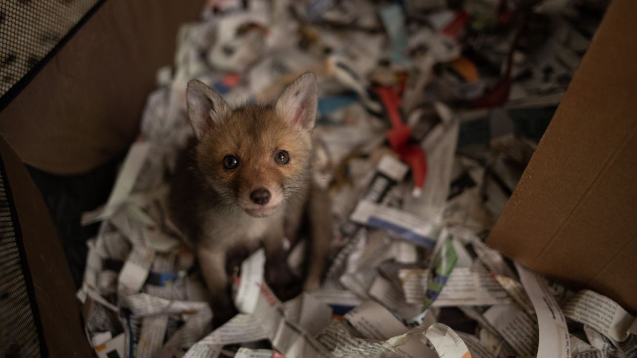 &Alpha;&lambda;&epsilon;&pi;&omicron;&upsilon;&delta;ά&kappa;&iota; &beta;&rho;έ&theta;&eta;&kappa;&epsilon; &sigma;&epsilon; &pi;&alpha;&iota;&delta;&iota;&kappa;ή &chi;&alpha;&rho;ά &tau;&omicron;&upsilon; Ά&lambda;&sigma;&omicron;&upsilon;&sigmaf; &Pi;&epsilon;&rho;&iota;&sigma;&tau;&epsilon;&rho;ί&omicron;&upsilon;