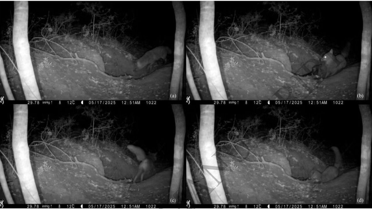 &Beta;ί&nu;&tau;&epsilon;&omicron; &kappa;&alpha;&tau;&alpha;&gamma;&rho;ά&phi;&epsilon;&iota; &gamma;&iota;&alpha; &pi;&rho;ώ&tau;&eta; &phi;&omicron;&rho;ά &alpha;&lambda;&epsilon;&pi;&omicron;ύ &nu;&alpha; &kappa;&upsilon;&nu;&eta;&gamma;ά &lambda;ύ&kappa;&omicron; &alpha;&nu;&tau;ί &gamma;&iota;&alpha; &tau;&omicron; &alpha;&nu;&tau;ί&sigma;&tau;&rho;&omicron;&phi;&omicron;