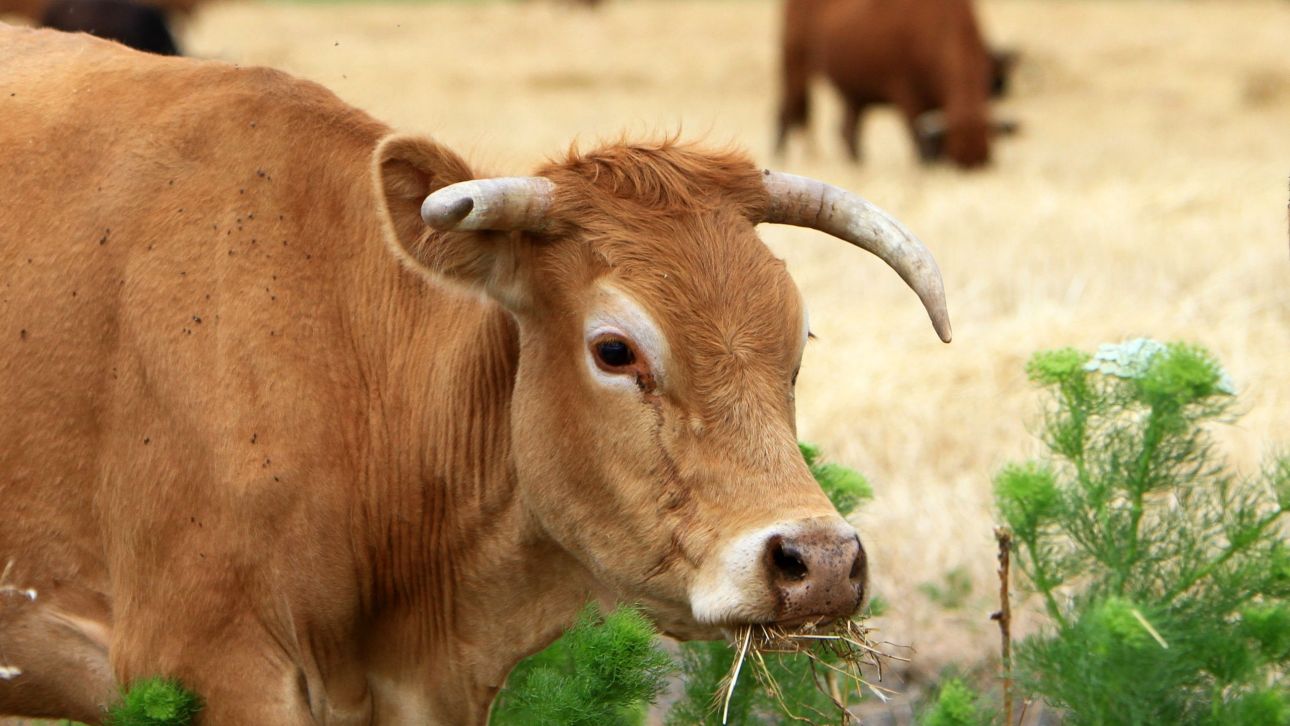 Οκτώ νέα κρούσματα αφθώδους πυρετού στη Μυτιλήνη - 13 στο σύνολο