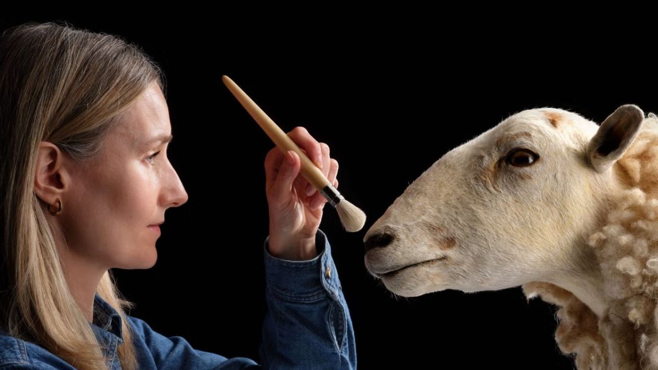 Η «πρόγονος» της Ντόλι εκτίθεται σε μουσείο - Το πρόβατο που άνοιξε τον δρόμο για την κλωνοποίηση