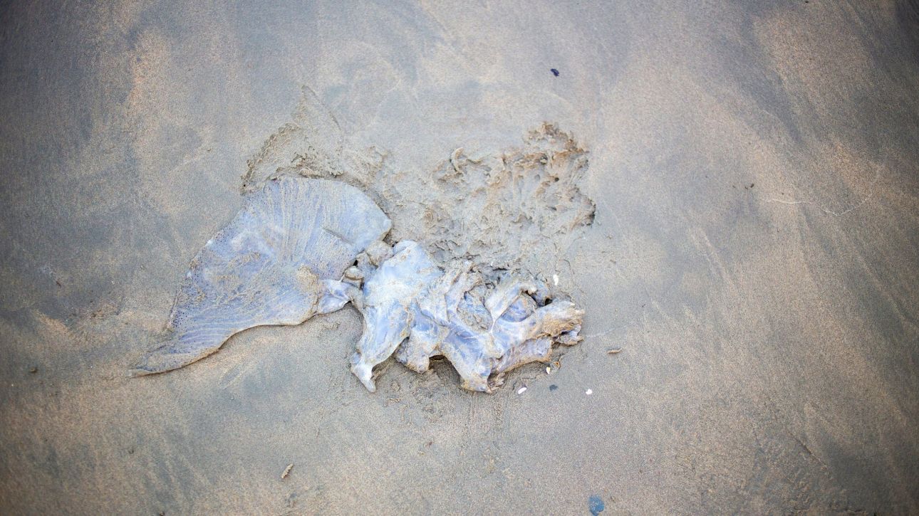 &Alpha;&pi;&omicron;&lambda;ί&theta;&omega;&mu;&alpha; &alpha;&pi;&omicron;&kappa;&alpha;&lambda;ύ&pi;&tau;&epsilon;&iota; &mu;&iota;&alpha; &mu;&omicron;&iota;&rho;&alpha;ί&alpha; &mu;&omicron;&nu;&omicron;&mu;&alpha;&chi;ί&alpha; &mu;&epsilon;&tau;&alpha;&xi;ύ &tau;&omega;&nu; &tau;&iota;&tau;ά&nu;&omega;&nu; &tau;&omega;&nu; &omega;&kappa;&epsilon;&alpha;&nu;ώ&nu; &pi;&rho;&iota;&nu; &alpha;&pi;ό 80 &epsilon;&kappa;&alpha;&tau;. &chi;&rho;ό&nu;&iota;&alpha;