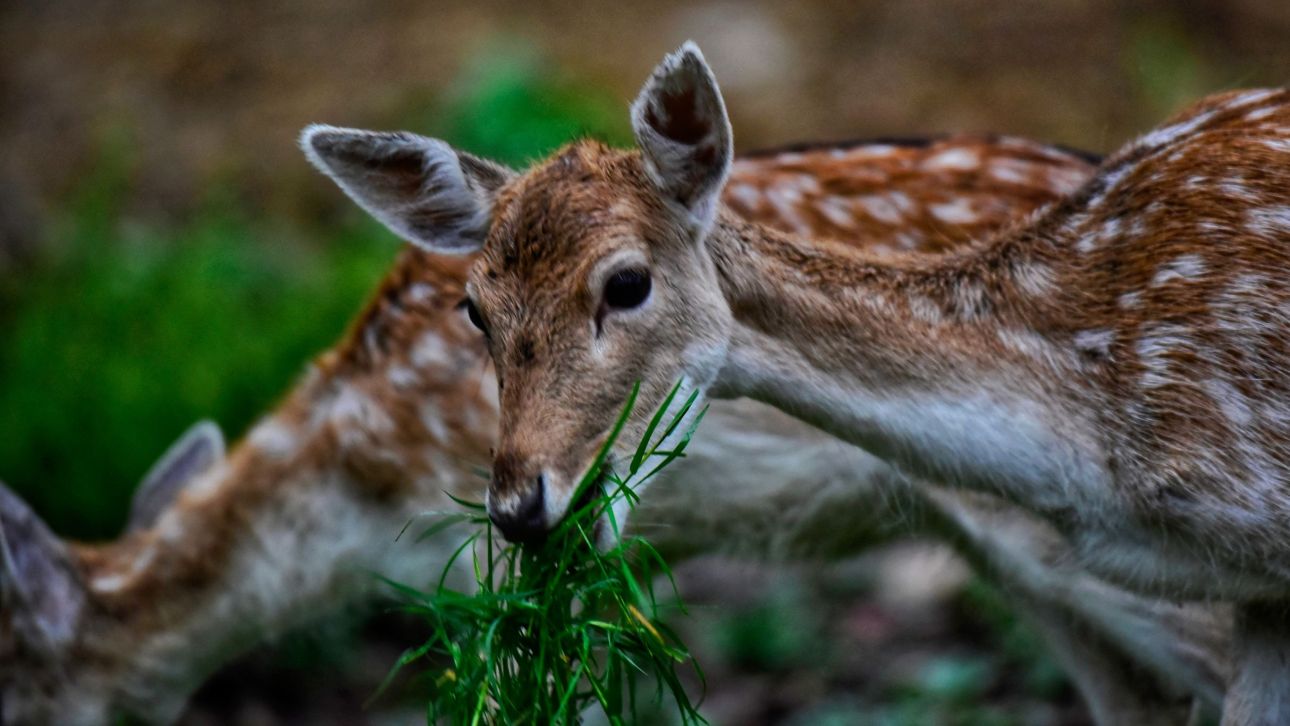 &Delta;&iota;ά&sigma;&omega;&sigma;&eta; &tau;&upsilon;&phi;&lambda;ή&sigmaf; &epsilon;&lambda;&alpha;&phi;ί&nu;&alpha;&sigmaf; &sigma;&epsilon; &pi;&alpha;&gamma;&omega;&mu;έ&nu;&omicron; &pi;&omicron;&tau;ά&mu;&iota; &sigma;&tau;&eta; &Rho;ό&delta;&omicron;