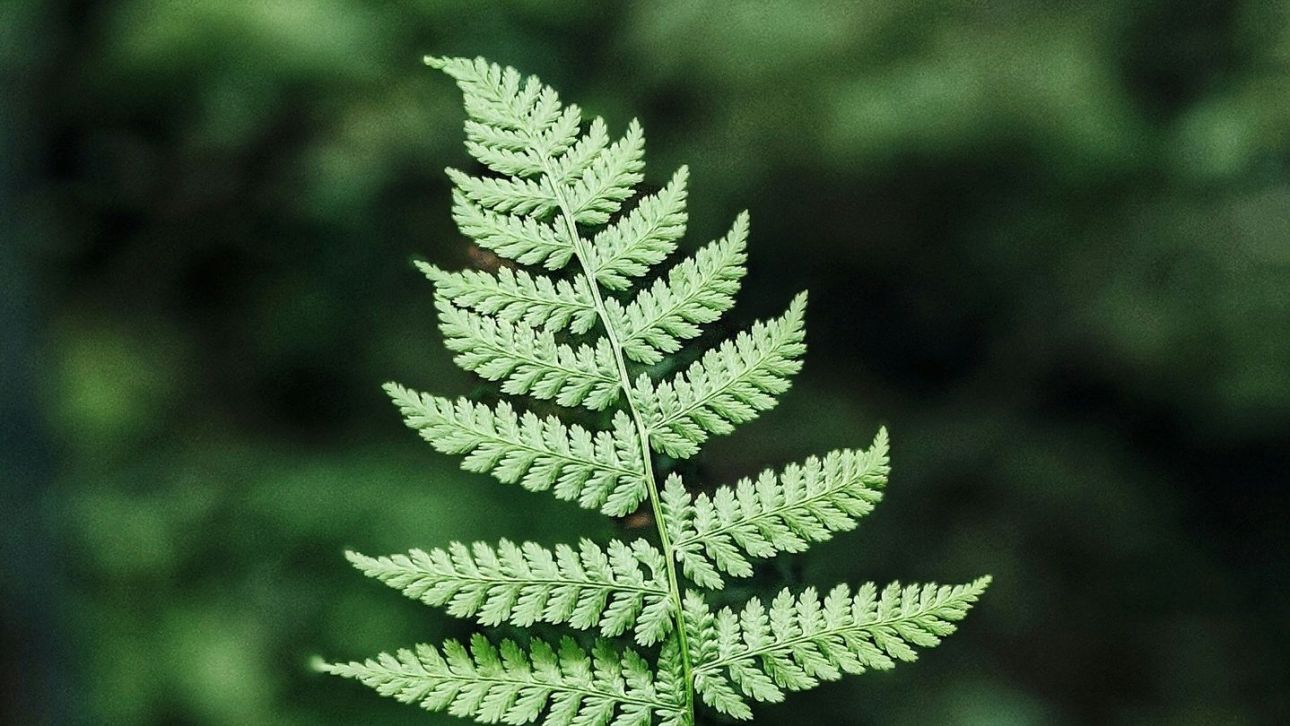 &Pi;ώ&sigmaf; &mu;&pi;&omicron;&rho;&omicron;ύ&nu; &nu;&alpha; &mu;&epsilon;&tau;&alpha;&mu;&omicron;&rho;&phi;ώ&sigma;&omicron;&upsilon;&nu; &tau;&eta; &beta;&iota;&omicron;&lambda;&omicron;&gamma;ί&alpha; &tau;&omega;&nu; &phi;&upsilon;&tau;ώ&nu; &tau;&alpha; &mu;&omicron;&nu;&tau;έ&lambda;&alpha; &Alpha;&Iota; &pi;&omicron;&upsilon; έ&chi;&omicron;&upsilon;&nu; &epsilon;&kappa;&pi;&alpha;&iota;&delta;&epsilon;&upsilon;&tau;&epsilon;ί &sigma;&tau;&omicron; DNA
